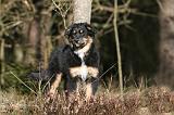 BERGER AUSTRALIEN PUPPIES 607